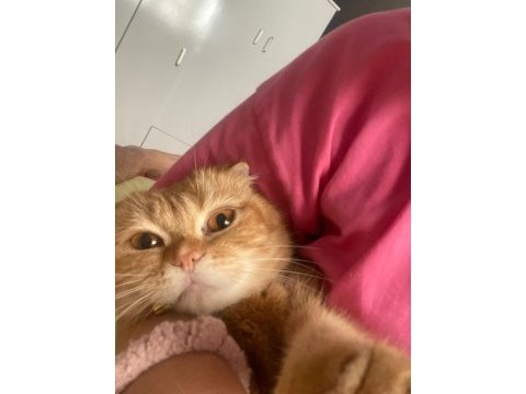 Scottish fold yavru