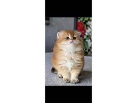 Safkan british longhair yavrular
