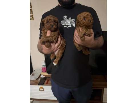 A kalite poodle bebekler