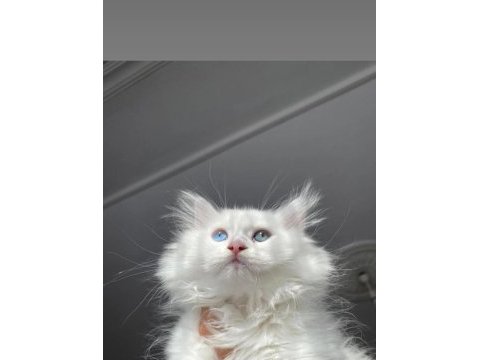 Şaşkin satişta british longhair