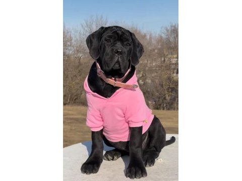 Cane corso bebekler sağlık ve ırk garantili teslim