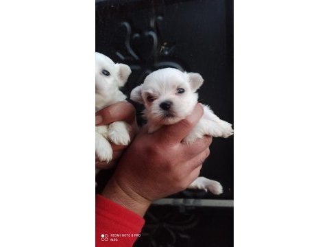 Minyatür ırkın güzelliği maltese