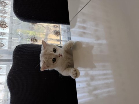 British shorthair 6 aylık