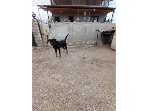 2 yaşında damızlık rottweiler