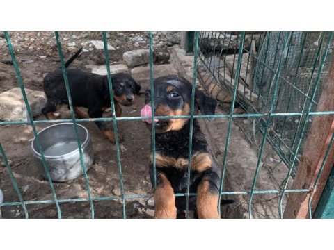 Yavru dişi rottweiler