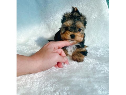 Petmode köpek çiftliğinden tea cup morki yavrularımız