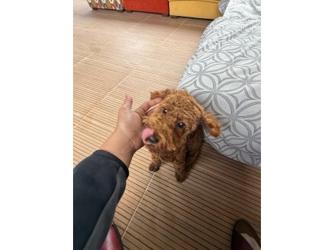 Sevimli toy poodle 6 aylık aşıları tam sahibinden