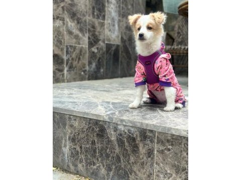 4 aylık havanese terrier