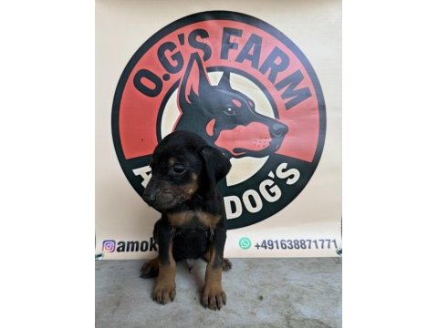 Doberman european