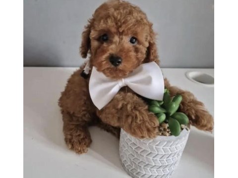 Toy poddle safkan ırk kore köpekler