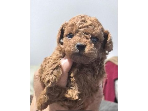 Orjinal yavru kore poodle