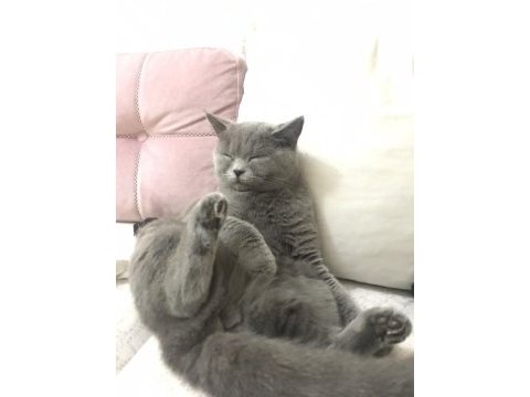 British shorthair