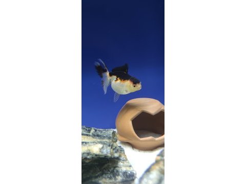Oranda japon balığı