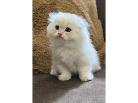 Longhair scottish fold bebek