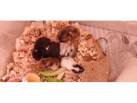 Suriye 5 adet yavru 3 haftalık