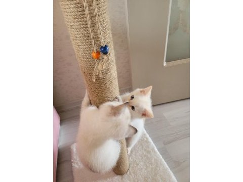 Sevimli british longhair kediler