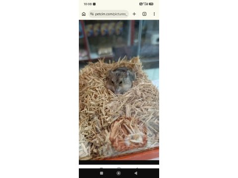Gonzales hamster