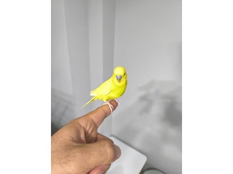 Elcik konuşan muhabbet kuşu 1 yaşında