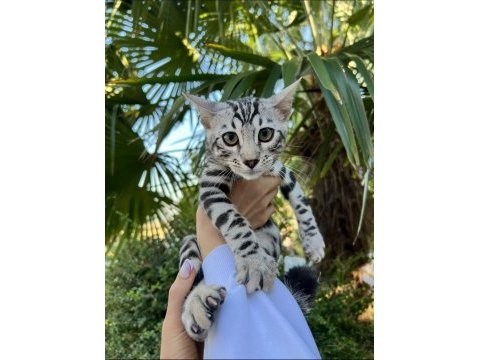 Faturalı silver bengal yavruları