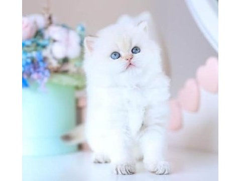 Köpük silver british longhair