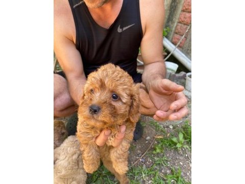 Birbirinden tatlı dişi-erkek poodle