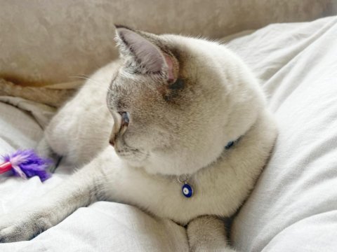 1.5 yaşında kısırlaştırılmış blue point british shorthair