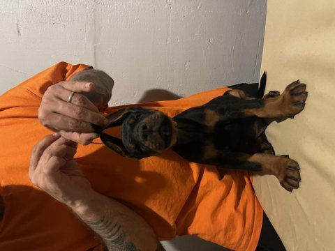 Fci secereli muhteşem kan hattı doberman