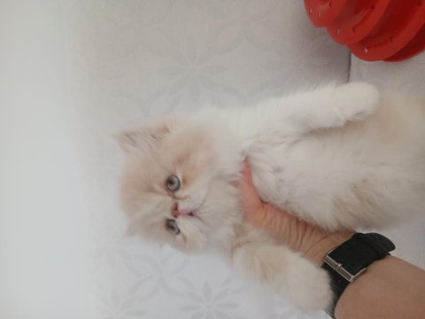 İran erkek yavrumuz yeni yuvasına gitmeye hazır