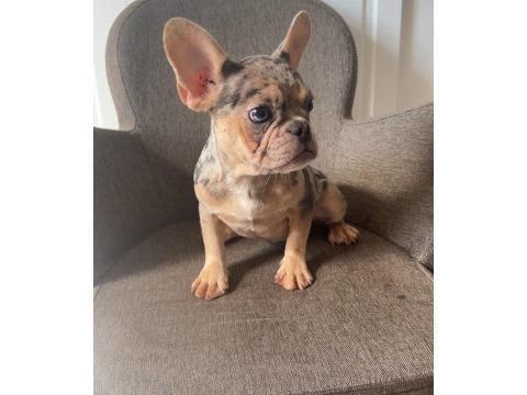 Ev bakımı french bulldog yavrularım
