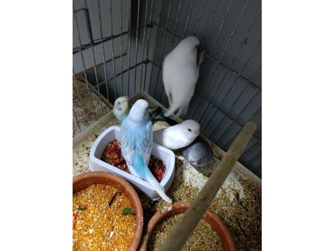 12 adet yeni yavru muhabbet kuşu