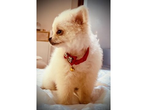 2 aylık erkek aşılı pomeranian