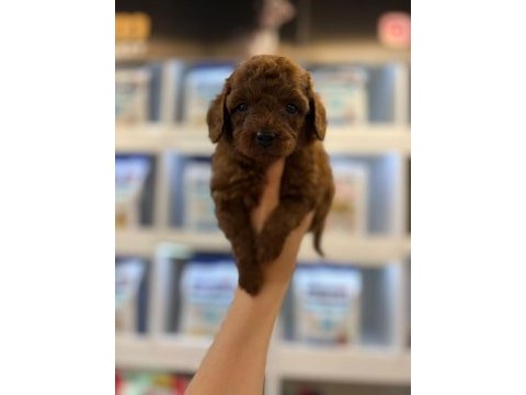Erkek kore poodle