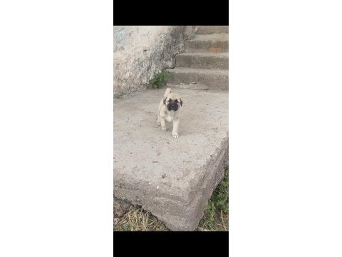 1 aylık çoban köpeği yavruları