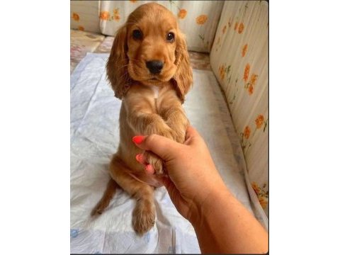 Orjinal cocker yavrularımız