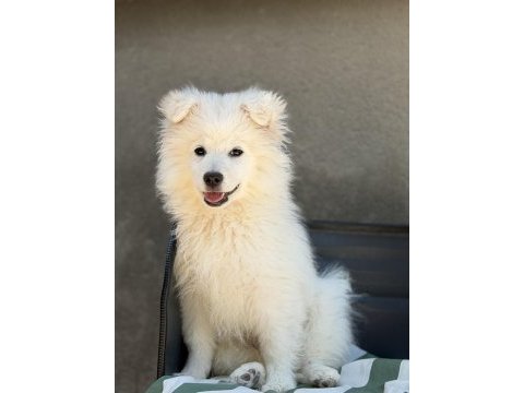 Babyface samoyed yavrumuz