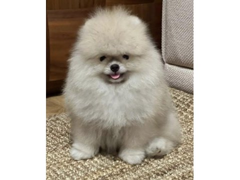 Kaliteli tip pomeranian boo erkek yavrular