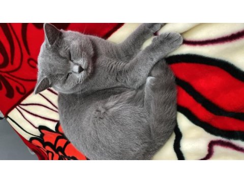 British shorthair 1 yaşında