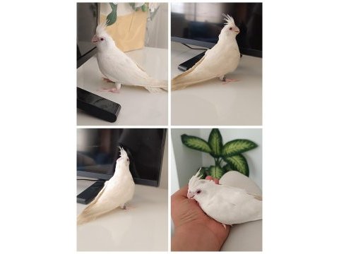 Bebek albino sultan papağanı pamuk evcil ev üretimi