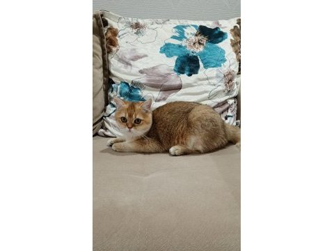 British shorthair yakışıklı teslime hazır