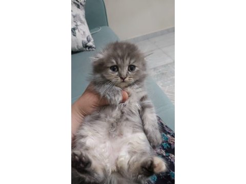 British shorthair