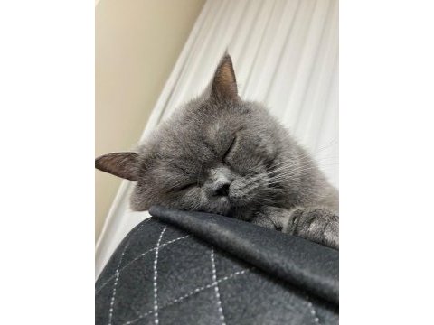 Acil çok çok uyguna vereceğim british shorthair