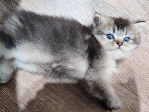 Scottish fold yavrularımızı sahiplendiriyoruz