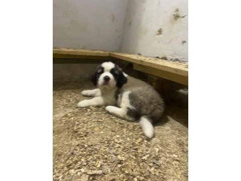 Saint bernard sc yavrularımız