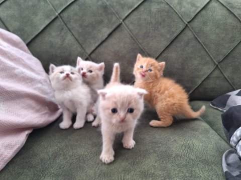 British scottish fold yavrularımız sağlık garantili