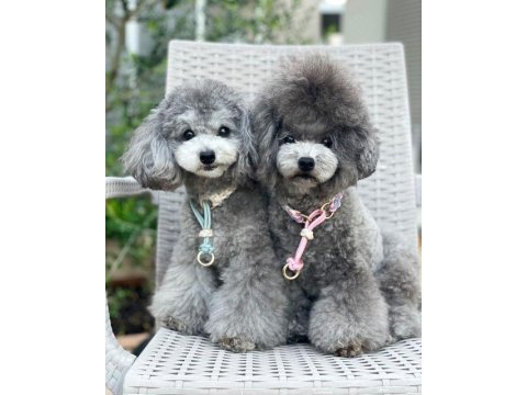 Orjinal siver poodle özel renk 