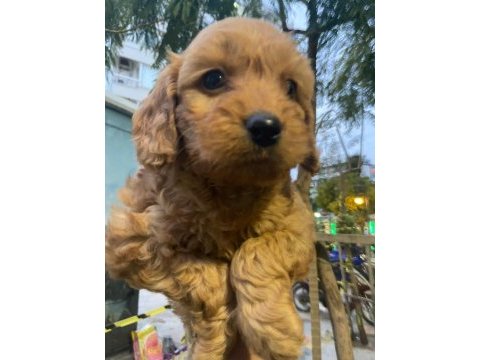 Cockapoo orjinal dizayn ırktır ilk kandan