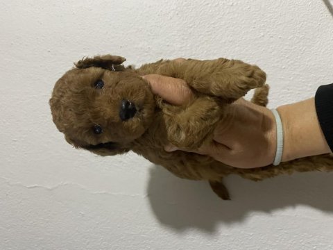 Orjinal toy poodle bebekler