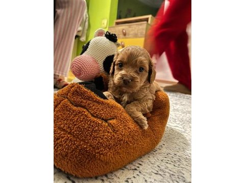 Şeker gibi maltipoo yavrularımız büyümeme garantili