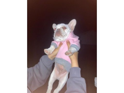 Lilac tan platium micro french bulldog