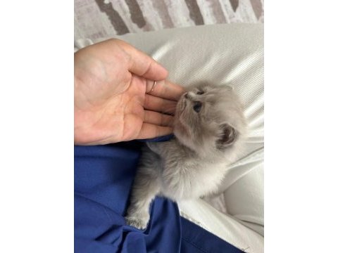Kedimiz scottish fold 2 aylık